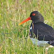 Eurasian Oystercatcher  "Haematopus ostralegus"